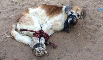Crónica / ¡Terrible! Le ataron la boca y las patas a un peludito y lo tiraron a un baldío
