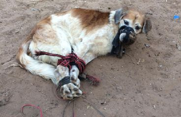 Amordazado y expuesto a una muerte lenta, abandonaron a un perro - Noticiero Paraguay