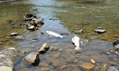 Vecinos denuncian mortandad de peces en el río Tebicuarymi | OnLivePy