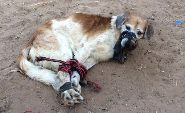 Rescatan a perro abandonado y maniatado en Fernando de la Mora | Noticias Paraguay