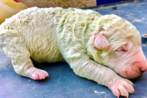 Pistacho: El perrito de pelaje verde que sorprende a sus dueños en Cerdeña » Ñanduti