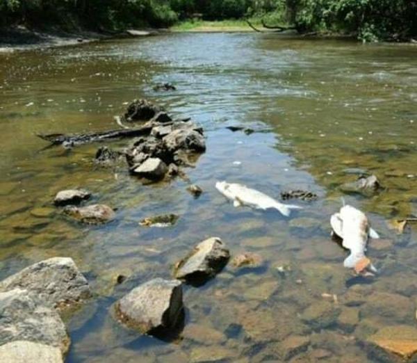 Denuncian mortandad de peces en el río Tebicuarymi – Prensa 5