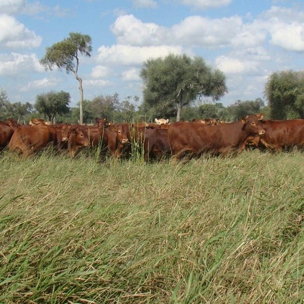 Invitan al webinar gratuito: Carne sostenible en el Chaco paraguayo