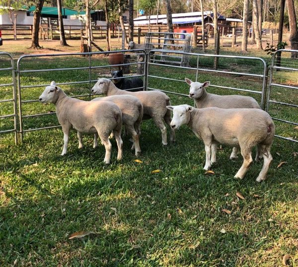 Criadores de Texel tendrán su jornada de juzgamiento y ventas en San Bernardino