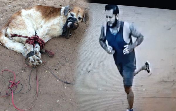 Videos dan indicios del presunto maltratador de perro encontrado amordazado - Nacionales - ABC Color