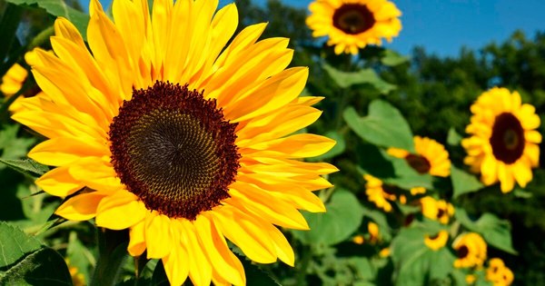 La Nación / Los girasoles y sus cuidados