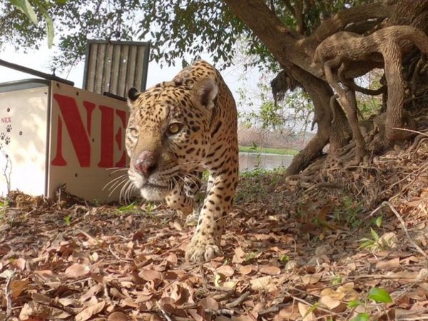 Recuperado de sus heridas por las llamas, el jaguar Ousado vuelve al Pantanal en Brasil
