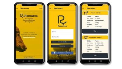 Remateá: nueva app paraguaya que permite comprar y vender ganado desde el celular
