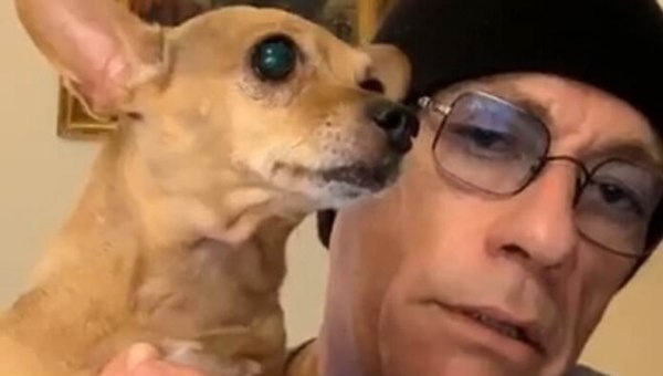 El chihuahua sin papeles al que Jean-Claude Van Damme salvó la vida - Mascotas - ABC Color