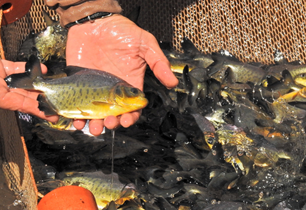 En Itaipú reproducen en cautiverio especies nativas como el dorado y surubí - Noticde.com