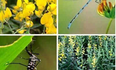 Libélulas en acción contra el Dengue
