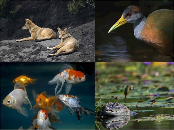 La ciencia urge a doblegar curva de alarmante pérdida de biodiversidad