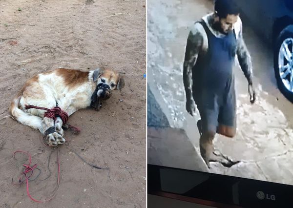 Detienen al joven que habría maltratado y abandonado a Shelby - Megacadena — Últimas Noticias de Paraguay