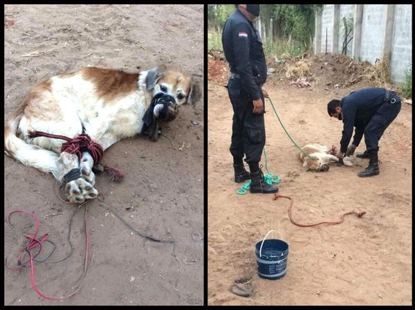 Detienen al joven que habría maltratado y abandonado a «Shelby» | OnLivePy