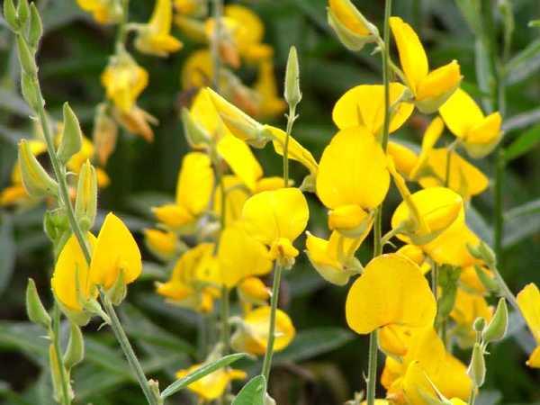 Libélulas en acción contra el dengue mediante cultivo de crotalaria