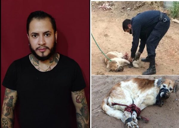 Detienen a supuesto agresor de Shelby, la perrita maniatada y abandonada en un baldío - ADN Paraguayo