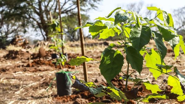 Viví el Plantatón 2020 este sábado