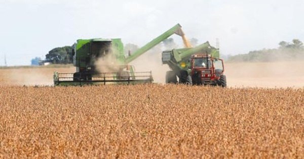 La Nación / Las exportaciones de trigo se retraen 38% debido a la menor producción
