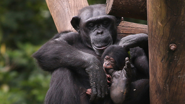 Descubren que los chimpancés se vuelven más selectivos con los amigos a medida que envejecen » Ñanduti