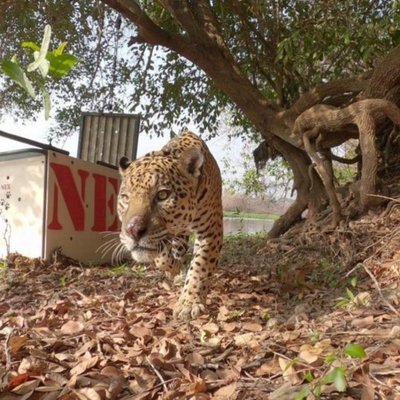 Jaguar Ousado vuelve a su hábitad, el Pantanal de Brasil, luego de su recuperación