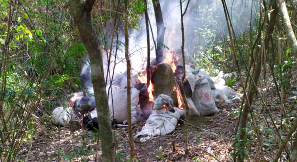 Antinarcóticos destruyen 3.000 kilos de marihuana en Caaguazú - Noticiero Paraguay