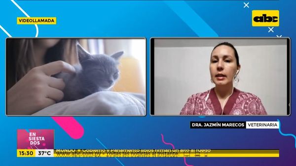 Las pulgas pueden transmitir enfermedades a los gatos - Ensiestados - ABC Color