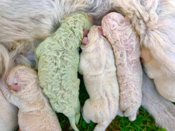 Nació un perrito de color verde en Italia