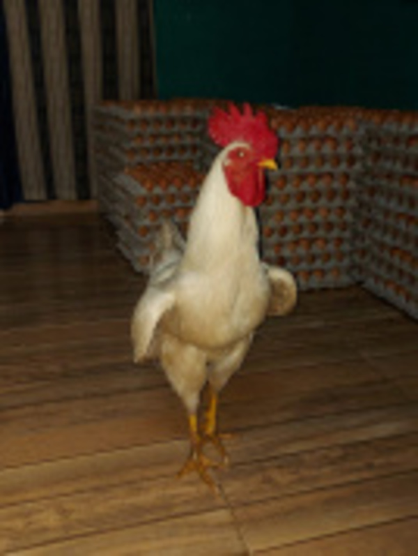 Crónica / “Chocho”, un gallo que ¡pone huevos! a la sitú
