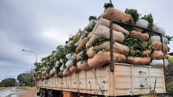LA LEY DE LA OFERTA Y LA DEMANDA FLUYE A FAVOR DEL PRODUCTOR DE YERBA MATE