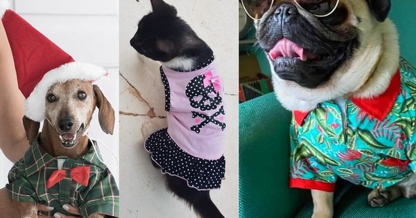 La Nación / Lo último en tendencias de moda para perros y gatos, inspiradas en “Turbo”
