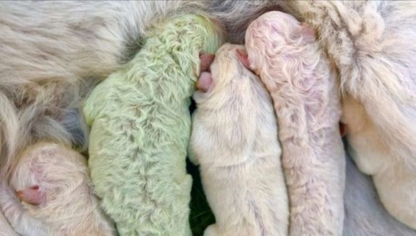 ¡Insólito! Nace un cachorro de color verde | Noticias Paraguay