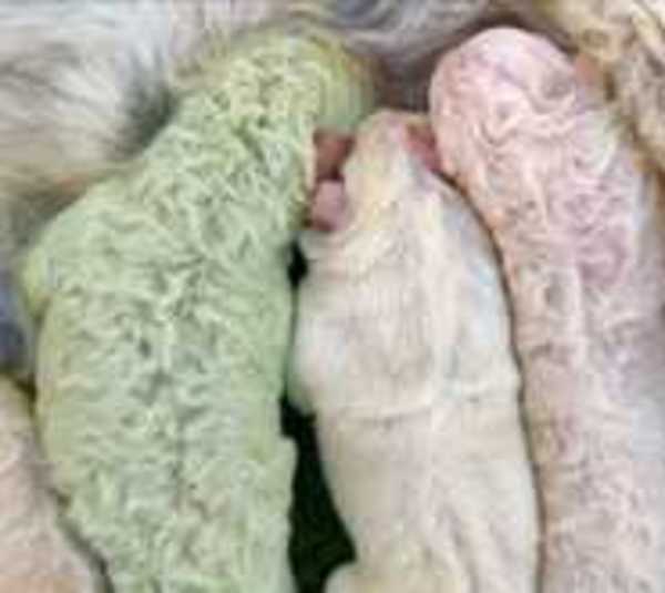 ¡Insólito! Nace un cachorro de color verde - Paraguay.com