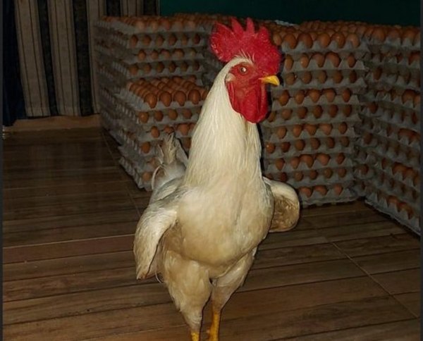 Crónica / “Chocho”, un gallo que ¡pone huevos! a la sitú