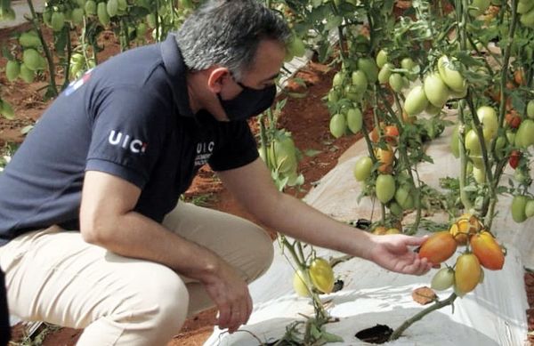 Inician  mayor cosecha de tomate, sandía y otros - Nacionales - ABC Color