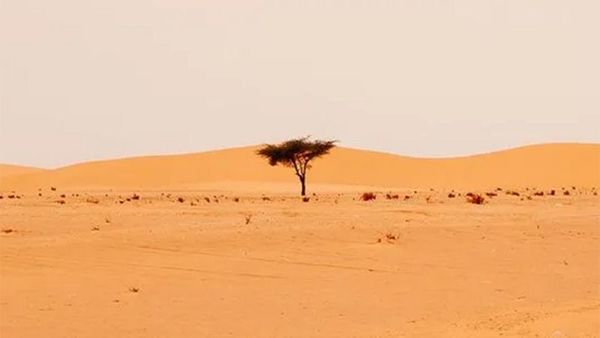 Encontraron cientos de millones de árboles en el desierto del Sahara