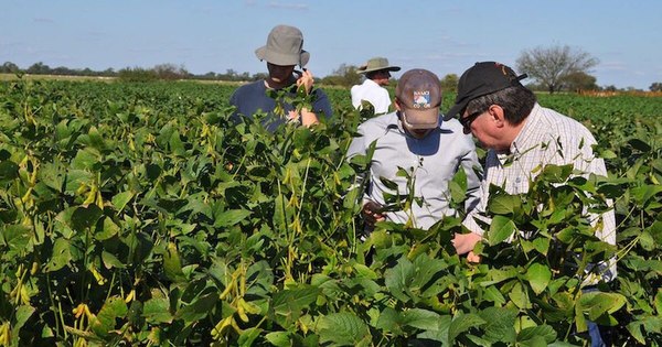 La Nación / Productores de soja no descartan parar siembra debido al suelo seco