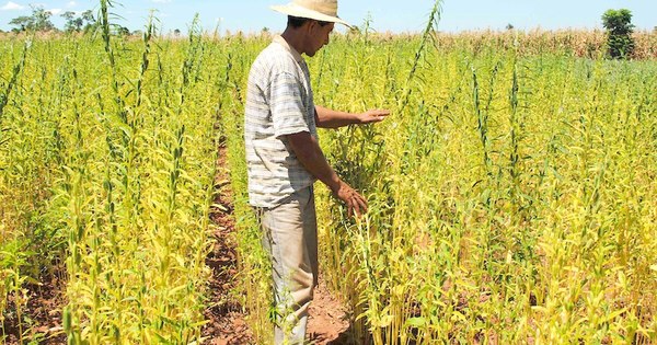 La Nación / Destacan ventajas de uso de abonos verdes para paliar efectos de la sequía