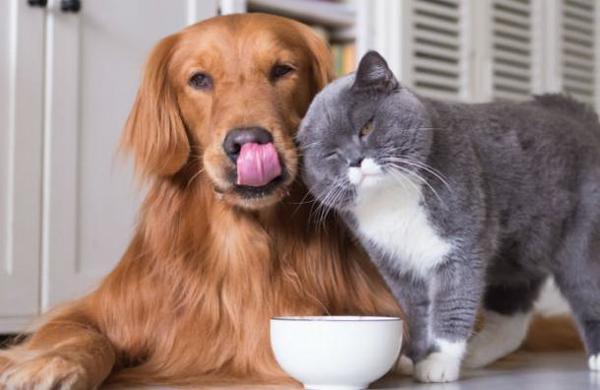 Las diferencias entre las personas que viven con perros y con gatos - SNT