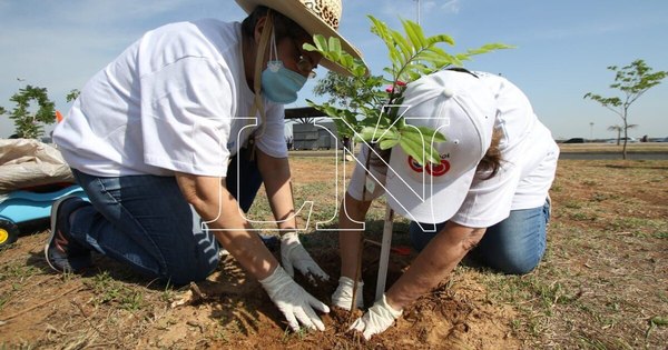 La Nación / Durante el Plantatón fueron colocadas 1.800 especies nativas en la Costanera