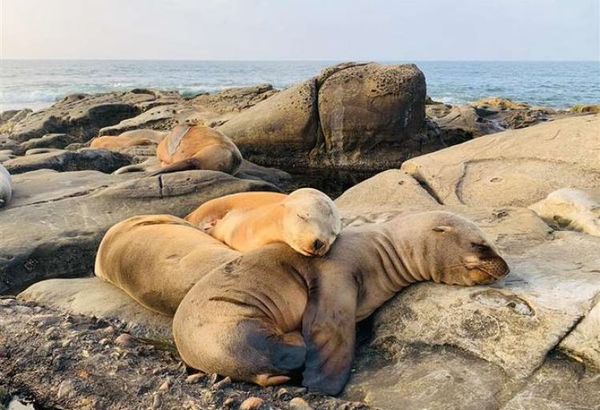 Encuentran a miles de lobos marinos muertos en Namibia tras un