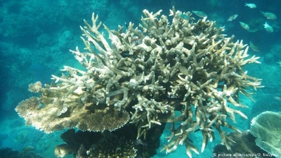 La Gran Barrera de Coral está afectada por el cambio climático