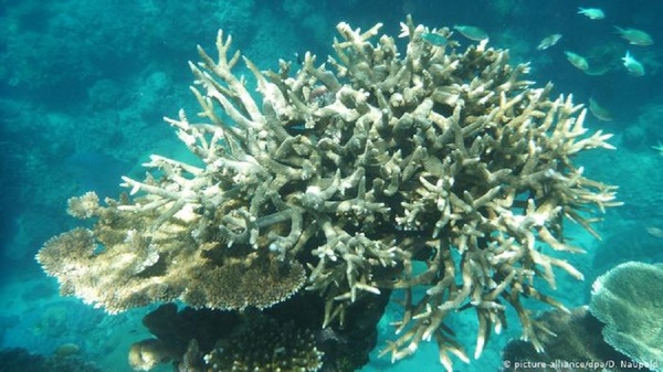 La Gran Barrera de Coral está afectada por el cambio climático