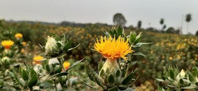 Cultivo de azafrán genera excelentes ingresos a productores de Choré - Nacionales - ABC Color