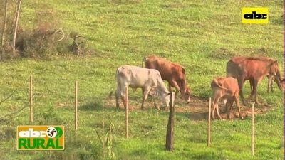 Abc Rural: Plataforma Digital para aumentar rendimientos de cultivos - ABC Rural - ABC Color