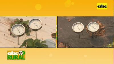 Abc Rural: Diferencia de temperatura entre mulching negro y blanco (I) - ABC Rural - ABC Color