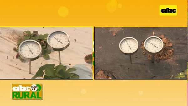 Abc Rural: Diferencia de temperatura entre mulching negro y blanco (I) - ABC Rural - ABC Color