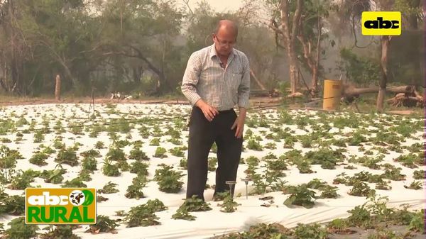 Abc Rural: Diferencia de temperatura entre mulching negro y blanco (II) - ABC Rural - ABC Color