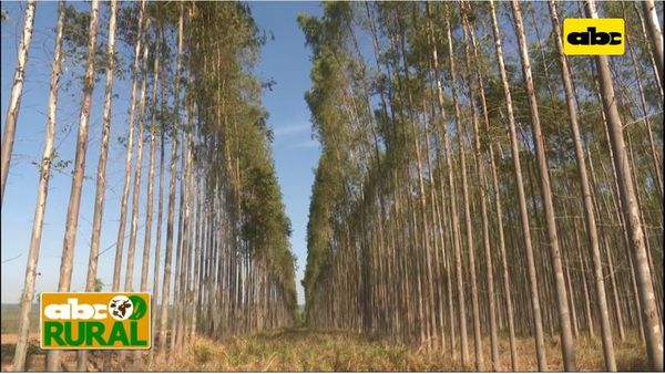 Abc Rural: Preparación de suelo para siembra de eucalipto - ABC Rural - ABC Color