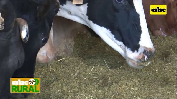 Abc Rural: Tres tips nutricionales para vacas lecheras en producción - ABC Rural - ABC Color
