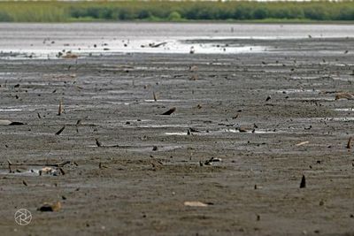 Lanzaron la campaña “El color lo elegimos juntos” a favor del Lago Ypacarai